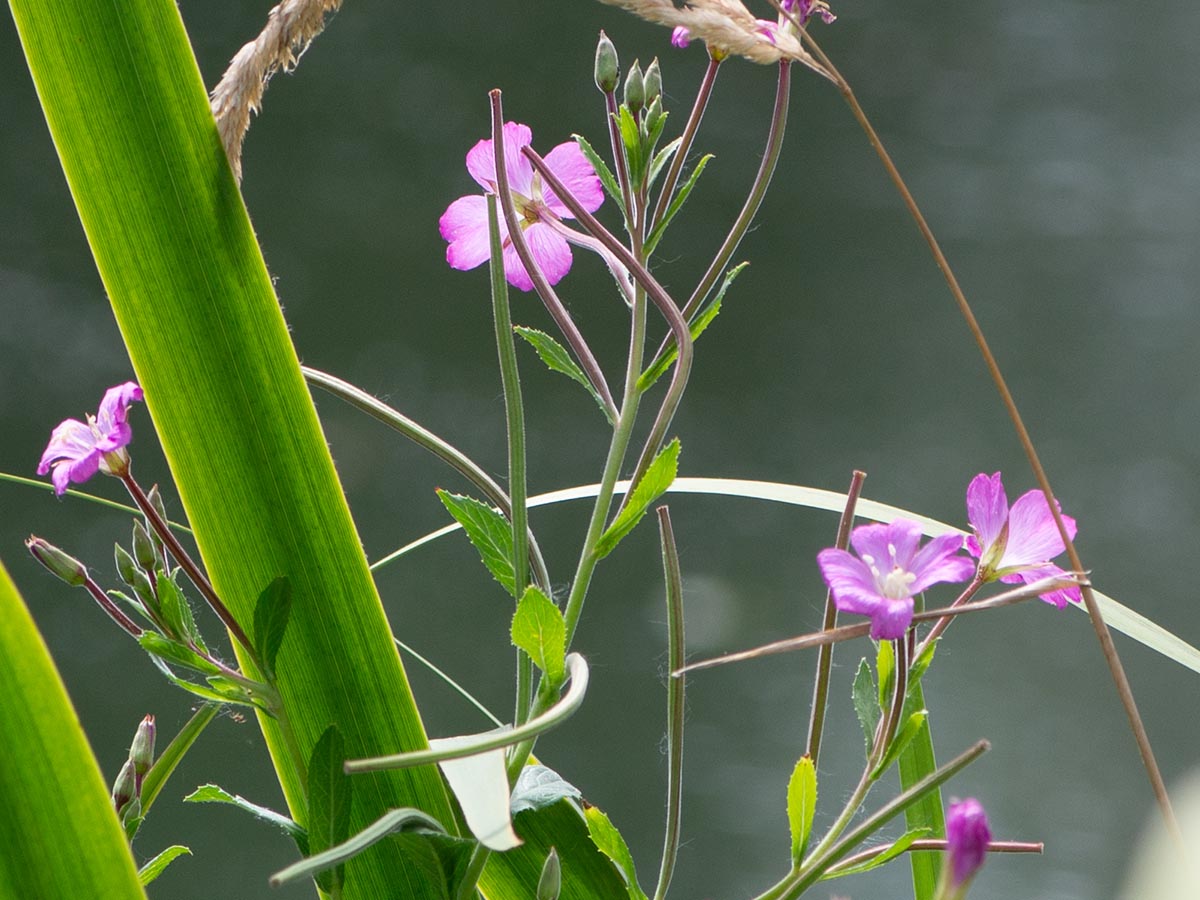 Blüten